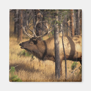 älg, Cervus elaphus, tjur tjuter i en bränd sektio Magnet