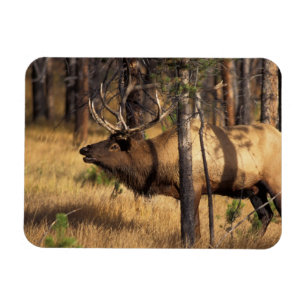 älg, Cervus elaphus, tjur tjuter i en utbränd Magnet