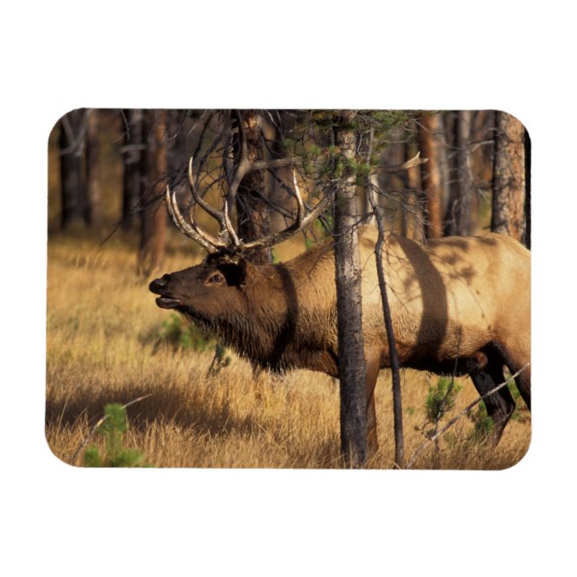 älg, Cervus elaphus, tjur tjuter i en utbränd Magnet (Horisontell)