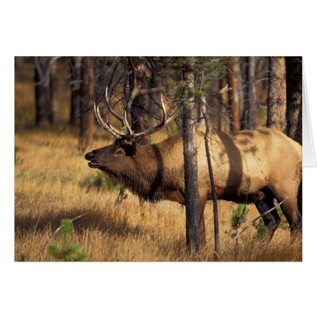 älg, Cervus elaphus, tjur tutar i en utbränd Hälsningskort (Framsidan Horizontal)