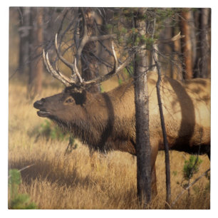 älg, Cervus elaphus, tjur tutar i en utbränd Kakelplatta
