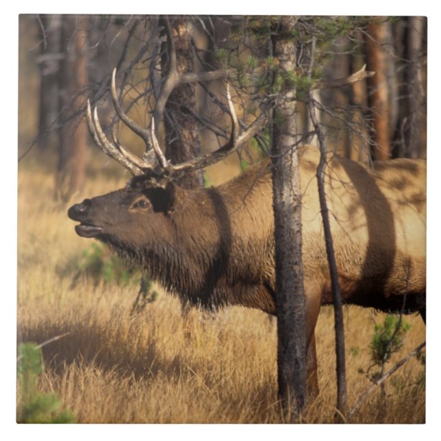 älg, Cervus elaphus, tjur tutar i en utbränd Kakelplatta (Framsidan)