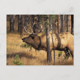 älg, Cervus elaphus, tjur tutar i en utbränd Vykort