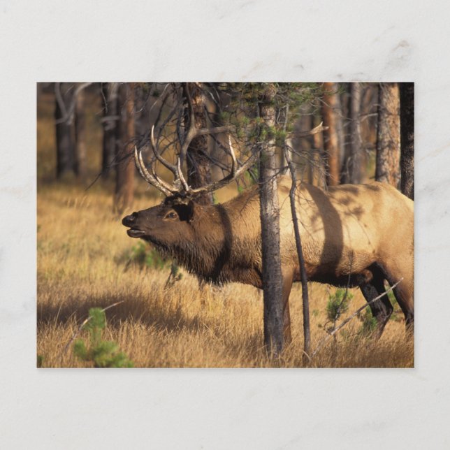älg, Cervus elaphus, tjur tutar i en utbränd Vykort (Framsida)