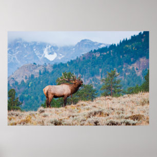 Älg (Cervus Elephus) tjur tjutande Poster