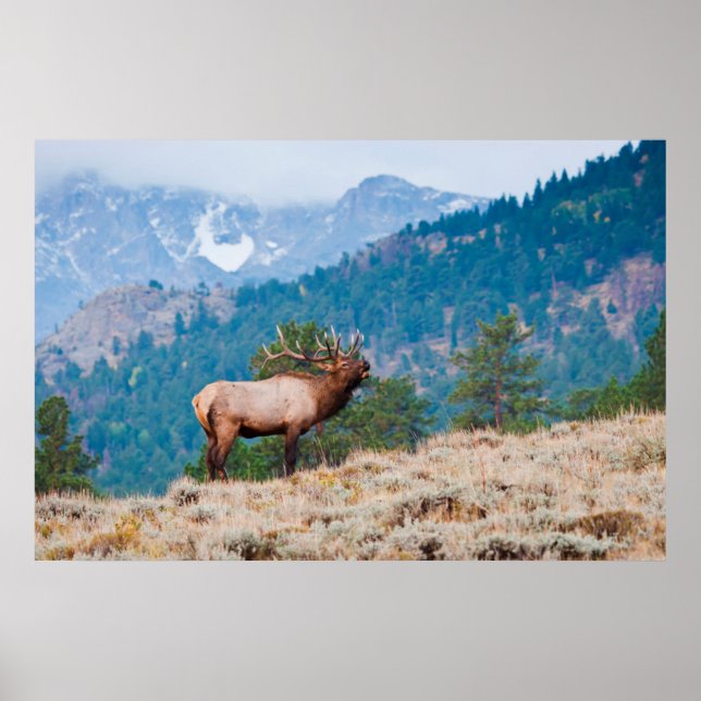 Älg (Cervus Elephus) tjur tjutande Poster (Framsidan)
