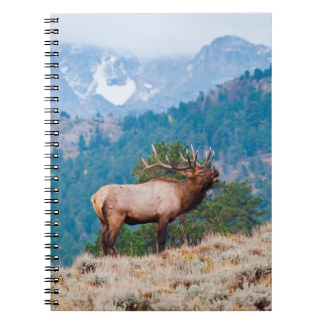 Älg (Cervus Elephus) Tjur Tjuter Anteckningsbok (Framsidan)