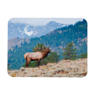 Älg (Cervus Elephus) Tjur Tjuter Magnet