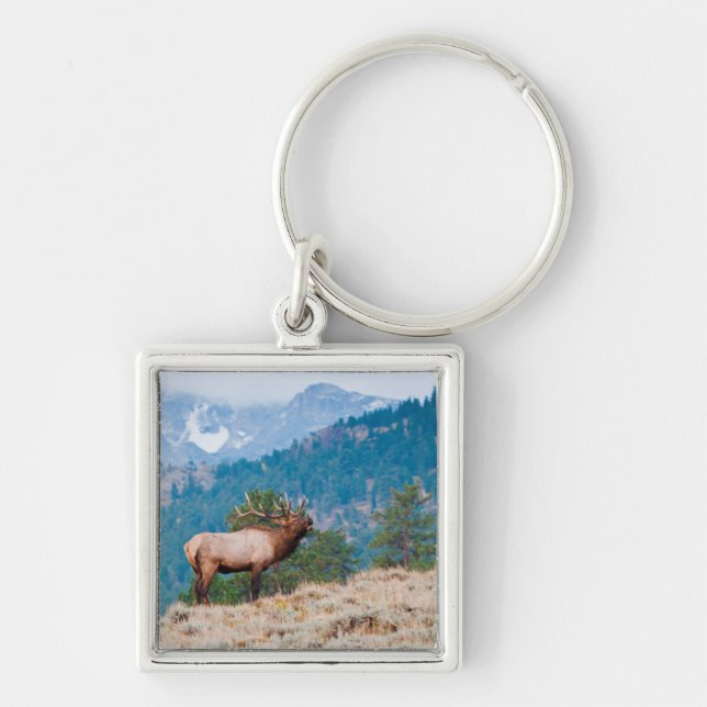 Älg (Cervus Elephus) tjurbrunst Fyrkantig Silverfärgad Nyckelring (Framsidan)