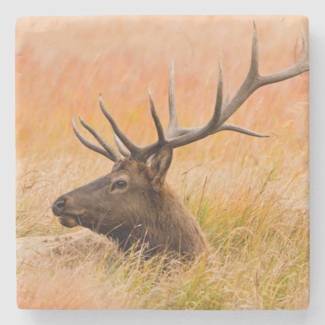 Älg (Cervus Elephus) vilar i ängsgräs Underlägg Sten (Framsidan)