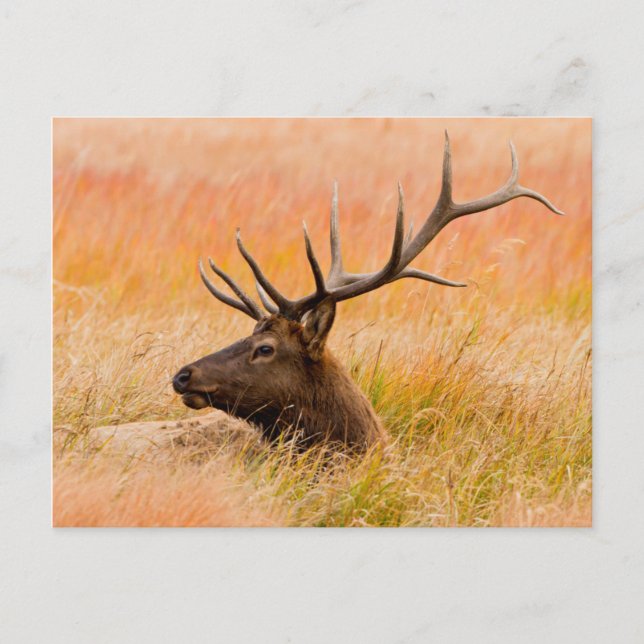 Älg (Cervus Elephus) vilar i ängsgräs Vykort (Framsida)