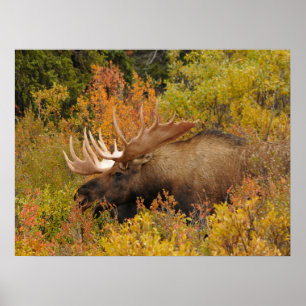 Älg   Denali National Park, Alaska Poster