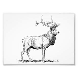 Älg Fototryck