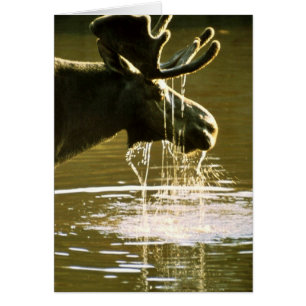 Älg Hälsningskort