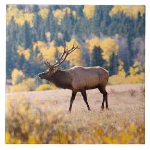 Älg i Rocky Mountain National Park, Colorado Kakelplatta
