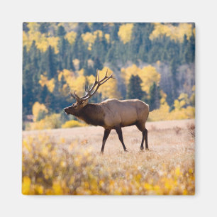 Älg i Rocky Mountain National Park, Colorado Magnet