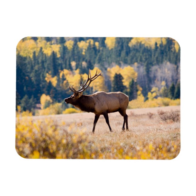 Älg i Rocky Mountain National Park, Colorado Magnet (Horisontell)