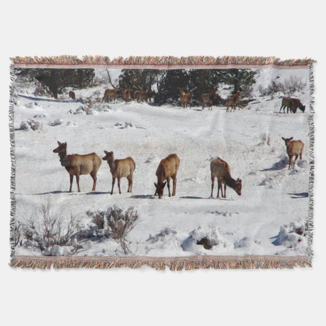 Älg i snö kastar filt (Framsidan)