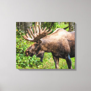 Älg Kenaihalvön, Alaska Canvastryck