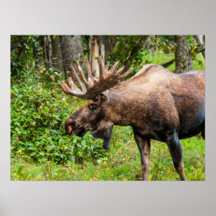 Älg Kenaihalvön, Alaska Poster