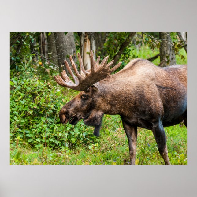Älg | Kenaihalvön, Alaska Poster (Framsidan)
