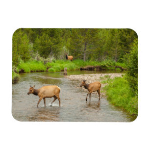 Älg korsar Coloradofloden Magnet