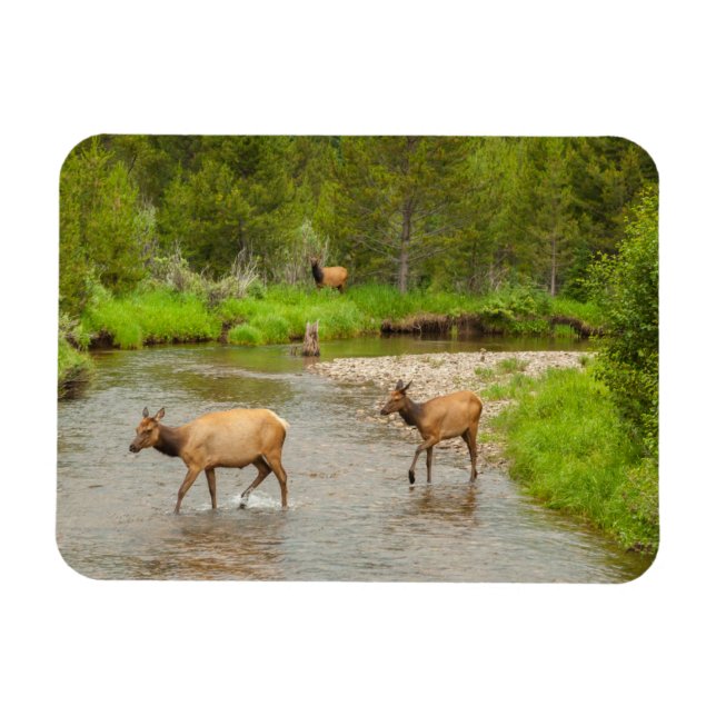 Älg korsar Coloradofloden Magnet (Horisontell)