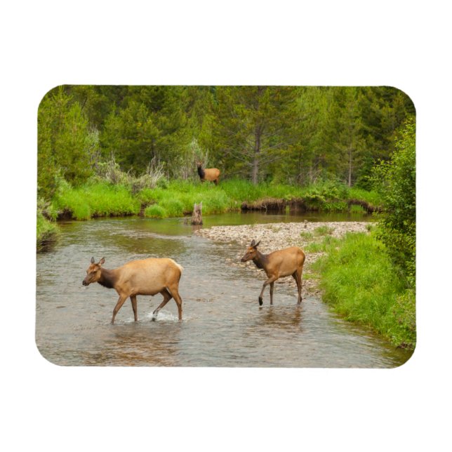 Älg korsar Coloradofloden Magnet (Horisontell)