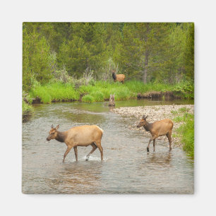Älg korsar Coloradofloden Magnet