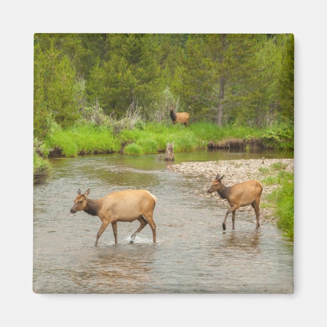 Älg korsar Coloradofloden Magnet (Framsidan)