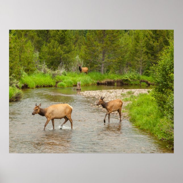 Älg korsar Coloradofloden Poster (Framsidan)