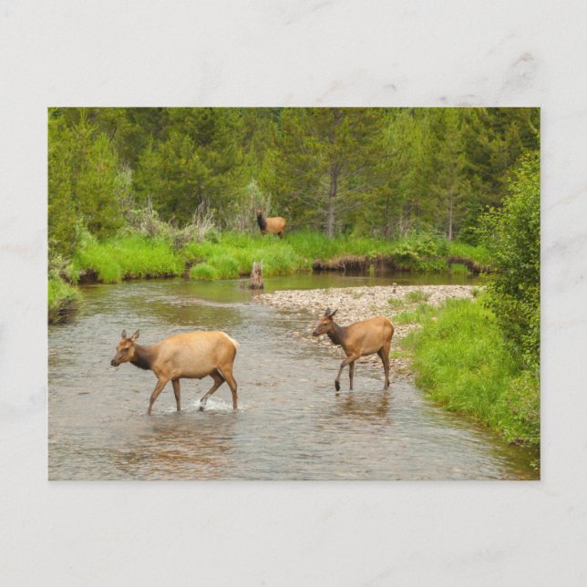 Älg korsar Coloradofloden Vykort (Framsida)