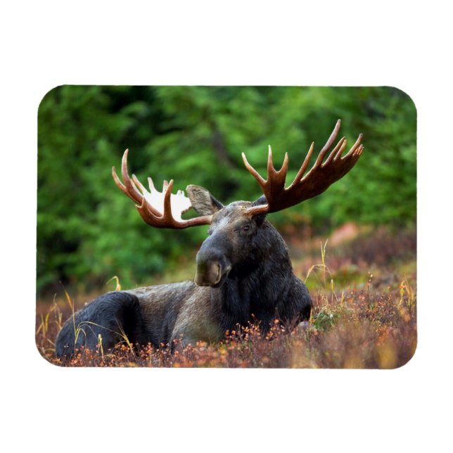 Älg Magnet (Horisontell)