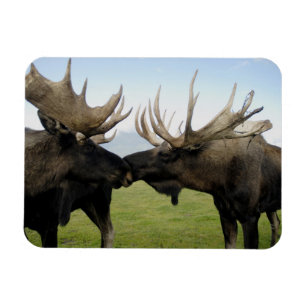 Älg Magnet