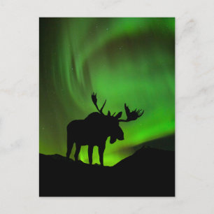 Älg med grön Aurora Borealis, Alaska Vykort