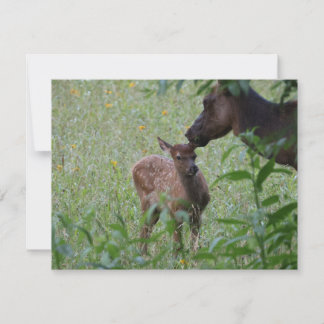 Älg och kalv – Great Smoky Mountains Wildlife Anteckningskort
