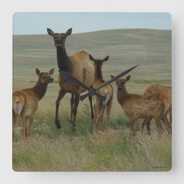 Älg och kalvar för ko E44 Fyrkantig Klocka (Framsida)