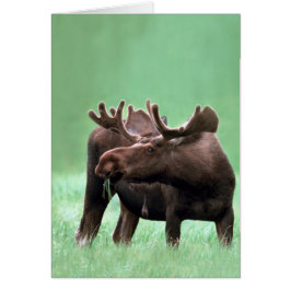 Älg på den Yellowstone nationalparken Hälsningskort