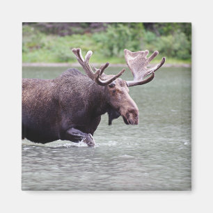 Älg på en beskickning magnet