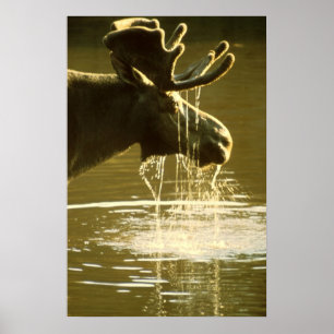 Älg Poster