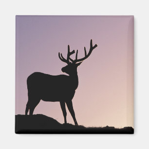 Älg Rocky Mountain National Park, Colorado Magnet