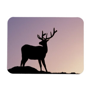 Älg Rocky Mountain National Park, Colorado Magnet