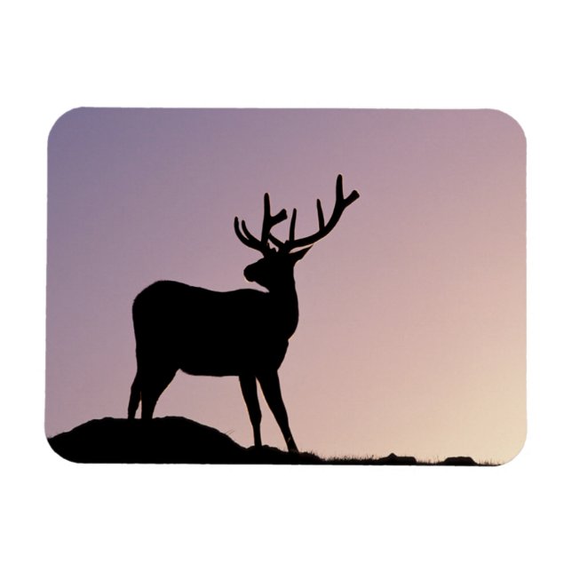 Älg Rocky Mountain National Park, Colorado Magnet (Horisontell)
