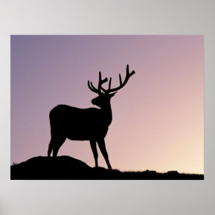 Älg Rocky Mountain National Park, Colorado Poster