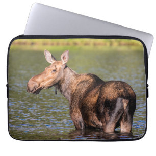 Älg som äter i Glacier National Park, Montana Laptop Fodral
