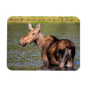 Älg som äter i Glacier National Park, Montana Magnet