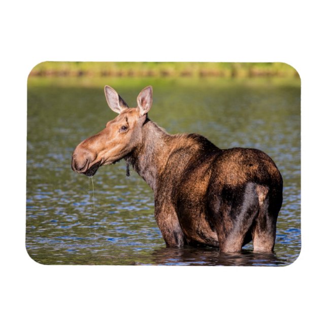 Älg som äter i Glacier National Park, Montana Magnet (Horisontell)
