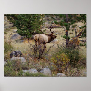 Älg som bugling i stenigt bergnationalparktryck poster