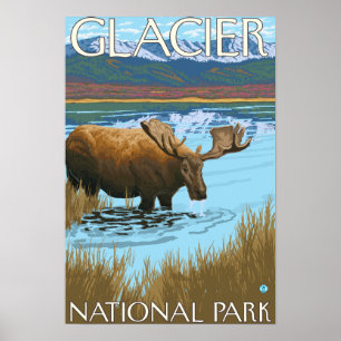 Älg som dricker på sjön - glaciärnationalpark, poster
