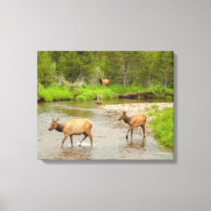 Älg som korsar Coloradofloden Canvastryck